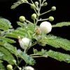 10 Tropical Seeds - Prairie Acacia - Acacia angustissima - White Flowering Plant