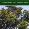 10 Tropical Seeds Yellow Flame Tree Peltophorum pterocarpum Yellow Blossoms