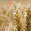 100 Heirloom Grain Seeds Pima Club Wheat 100 Seeds Ancient Cereal Grain