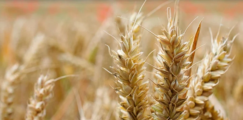 100 Heirloom Grain Seeds Pima Club Wheat 100 Seeds Ancient Cereal Grain