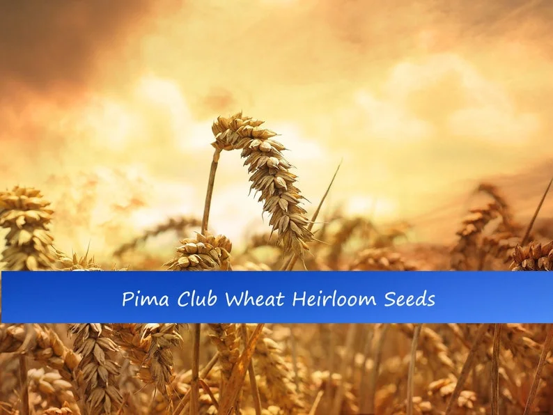 100 Heirloom Grain Seeds Pima Club Wheat 100 Seeds Ancient Cereal Grain