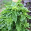 100 Heirloom Seeds Italian Sweet Basil - All Natural, Ideal for Indoor/Outdoor Use