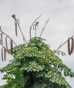 100 Tropical Seeds - Rare Broken Bones Tree - Indian Trumpet Flower - Oroxylum indicum