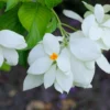 2 Packs of Mussaenda Seeds - Rare Tropical Shrub - 40 Seeds Total - Garden Plants
