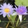 20 Blue Star Water Lily Seeds - Nymphaea nouchali stellata - Aquatic Plant