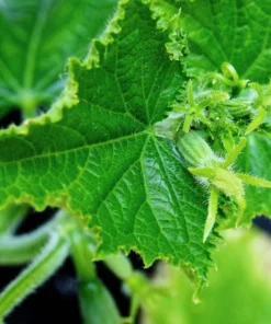 20 Heirloom Bush Pickle Cucumber Seeds - Compact, Green, Non-GMO