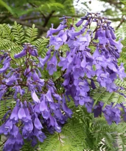 20 Heirloom Jacaranda Tree Seeds | Purple Blossoms | Non-GMO | Tropical Seeds