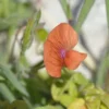 20 Sweet Pea Seeds - Prince of Orange - Butterfly-Friendly, Orange Blooms