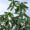 20 Tropical Seeds Dancing Plant Codariocalyx motorius - Unique Container Plant