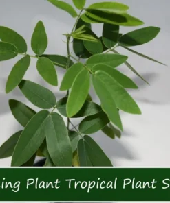 20 Tropical Seeds Dancing Plant Codariocalyx motorius - Unique Container Plant