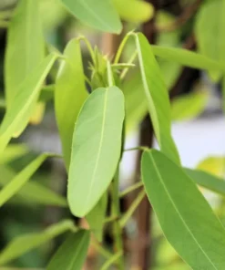 20 Tropical Seeds Dancing Plant Codariocalyx motorius - Unique Container Plant