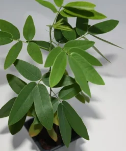 20 Tropical Seeds Dancing Plant Codariocalyx motorius - Unique Container Plant