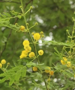 20 Tropical Seeds Sweet Acacia Bonsai Seeds Pack - Acacia Farnesiana - Bright Yellow Blooms