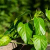 5 Gymnema sylvestre Seeds by Serendipity Seeds - Tropical Plant - Limited Supply