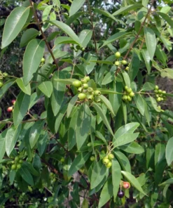 5 Heirloom Santalum album Seeds - Rare Tropical Tree - Perfect for Container Gardening