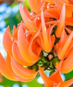 5 Heirloom Seeds Butea monosperma Flame of the Forest Tree Tropical