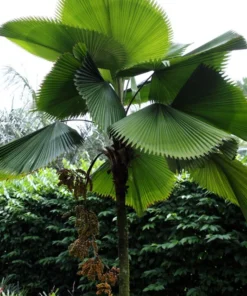 5 Licuala Grandis Seeds - Tropical Palm Seeds - Exotic Green Foliage