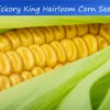 50 Heirloom Seeds Hickory King Yellow Corn 50 Count Yellow Non-GMO