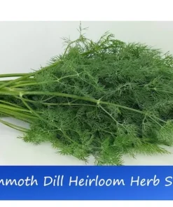 50 Mammoth Dill Seeds - Heirloom Herb Seeds for Culinary Use - All Natural