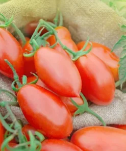 50 Roma Paste Heirloom Tomato Seeds - Ideal for Sauces & Fresh Eating - Non-GMO
