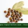 Allspice Seeds - 20 Dry Berries in Shell for Indoor or Outdoor Gardening