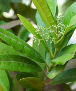 Allspice Seeds - 20 Dry Berries in Shell for Indoor or Outdoor Gardening