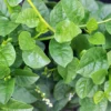 Basella alba Seeds - Indian Malabar Spinach - 20 Pack - Greenhouse Tropical Gardening