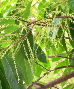 Brand + Product Type + Size + Color + Material: Tropical Seeds Rudraksha Tree 3 Seeds Blue Olive Berry Stones