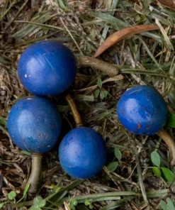 Brand + Product Type + Size + Color + Material: Tropical Seeds Rudraksha Tree 3 Seeds Blue Olive Berry Stones