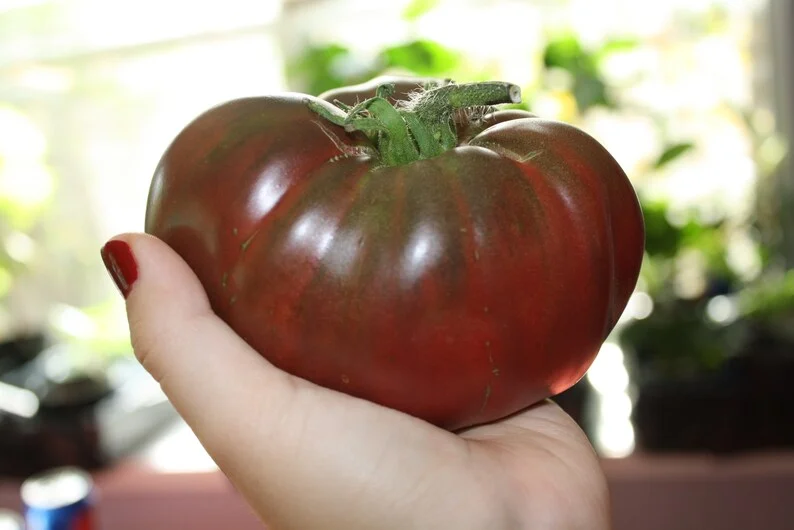 Cherokee Purple Heirloom Tomato Seeds - 20 Beefsteak Seeds - Vibrant Purple Color