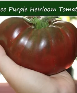 Cherokee Purple Heirloom Tomato Seeds - 20 Beefsteak Seeds - Vibrant Purple Color