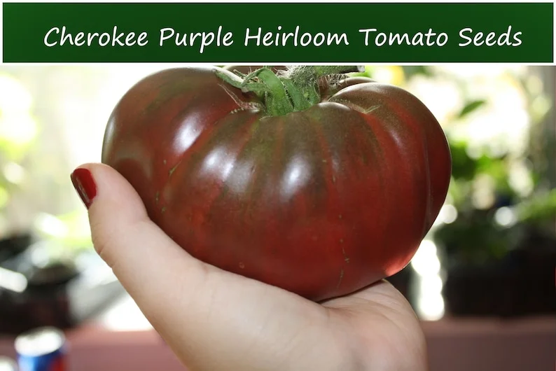 Cherokee Purple Heirloom Tomato Seeds - 20 Beefsteak Seeds - Vibrant Purple Color