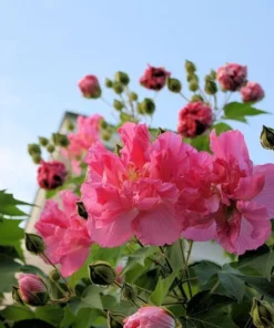 Cotton Rose Seeds - Hibiscus mutabilis - 20 Seeds - Pink Flower Tree - Heirloom Non-GMO