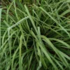 Cymbopogon flexuosus Ornamental Grass Seeds 250 Count Green Perennial Clumping