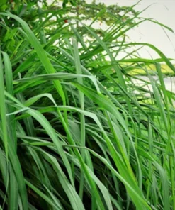 Cymbopogon flexuosus Ornamental Grass Seeds 250 Count Green Perennial Clumping