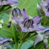 Flower Seeds Blue Lavender Crown Flower 10 Seeds Calotropis Gigantea Butterfly-Friendly