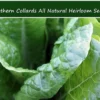 Georgia Southern Collard Greens Seeds - 100 Heirloom Non-GMO Seeds