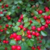 Heirloom Seeds Cotoneaster Horizontalis Rocksray 20 Seeds Good Fall Color