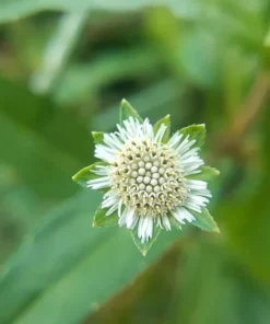 Heirloom Seeds Eclipta prostrata False Daisy 25 Herb Seeds - Garden Plant