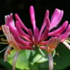 Heirloom Seeds Tatarian Honeysuckle 10 Seeds Pink Flowering Shrub