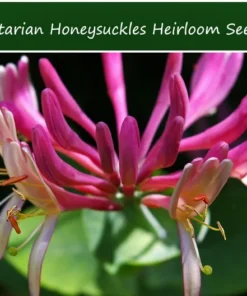 Heirloom Seeds Tatarian Honeysuckle 10 Seeds Pink Flowering Shrub