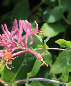 Heirloom Seeds Tatarian Honeysuckle 10 Seeds Pink Flowering Shrub