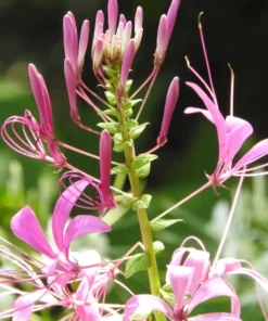 Heirloom Seeds Tatarian Honeysuckle 10 Seeds Pink Flowering Shrub