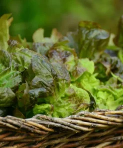 Heirloom Vegetable Seeds - Prizehead Lettuce - 250 Seeds - Green with Reddish Tips