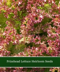 Heirloom Vegetable Seeds - Prizehead Lettuce - 250 Seeds - Green with Reddish Tips
