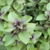 Holy Basil Seeds - 100 Heirloom Seeds - Sacred Tulsi Herb - Aromatic Green to Purple Leaves
