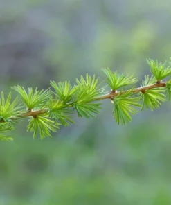 Japanese Larch Seeds - 10 Count - Bonsai Tree - Deciduous Conifer - Natural