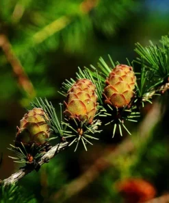 Japanese Larch Seeds - 10 Count - Bonsai Tree - Deciduous Conifer - Natural