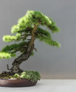 Japanese Larch Seeds - 10 Count - Bonsai Tree - Deciduous Conifer - Natural