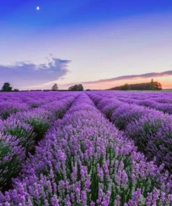 Lavender angustifolia Vera Flower Seeds – 100 Heirloom Seeds – Purple Blooms